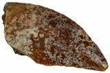 Serrated Raptor Tooth - Real Dinosaur Tooth #300871-1